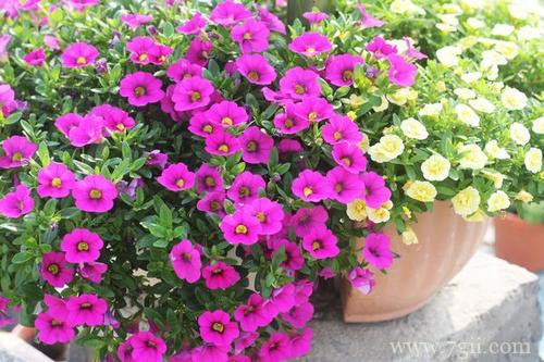 春天赶紧撒把种子,推荐10种花卉,让你阳台变得五彩缤纷!