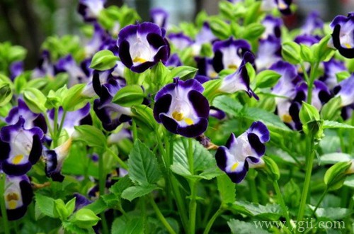 春天赶紧撒把种子，推荐10种花卉，让你阳台变得五彩缤纷！