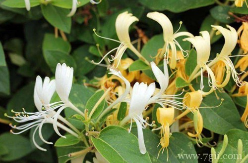 金银花怎么扦插才能提高成活率呢？