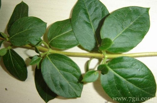 金银花怎么扦插才能提高成活率呢？