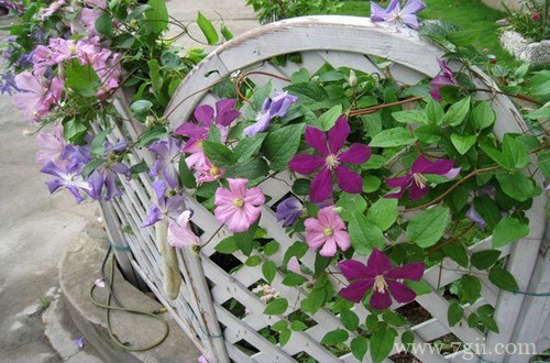 铁线莲叶子干枯怎么办？有可能是这五个原因引起的！