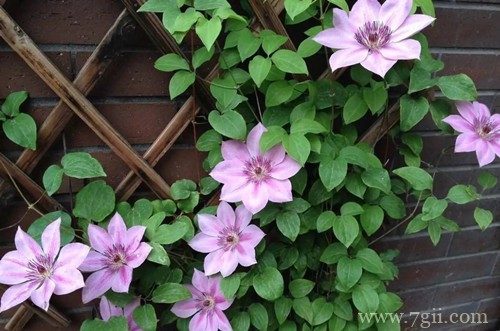 铁线莲叶子干枯怎么办？有可能是这五个原因引起的！