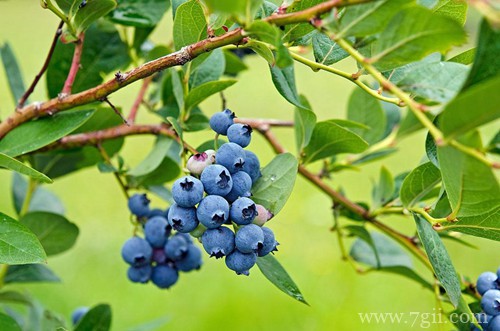 蓝莓养多长时间会开花？几年能结果？你关心的问题都在这里！
