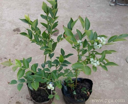 蓝莓养多长时间会开花？几年能结果？你关心的问题都在这里！