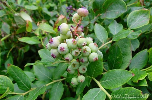 蓝莓养多长时间会开花？几年能结果？你关心的问题都在这里！