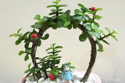 金枝玉叶叶子发黄怎么办？怎么解决？