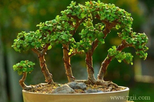 金枝玉叶叶子发黄怎么办？怎么解决？