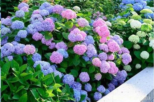 无尽夏叶子枯萎怎么办？怎么救？