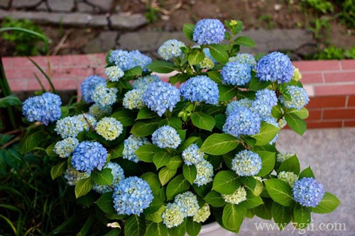 无尽夏叶子枯萎怎么办？怎么救？