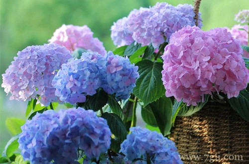 无尽夏叶子枯萎怎么办？怎么救？