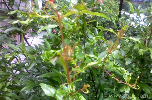 石榴树叶子卷曲什么原因?有可能是这五个原因引起!