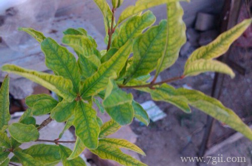 石榴树叶子卷曲什么原因?有可能是这五个原因引起!