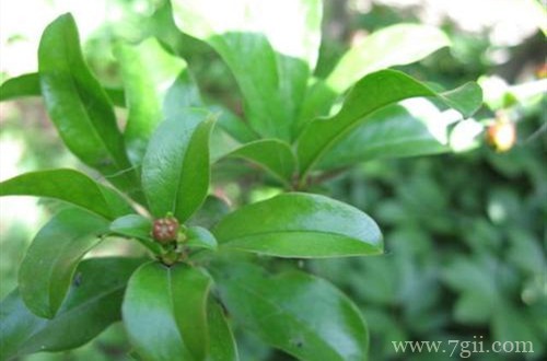 石榴树叶子卷曲什么原因?有可能是这五个原因引起!