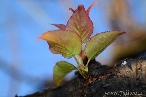 梅花叶子发黄怎么办？怎么救？