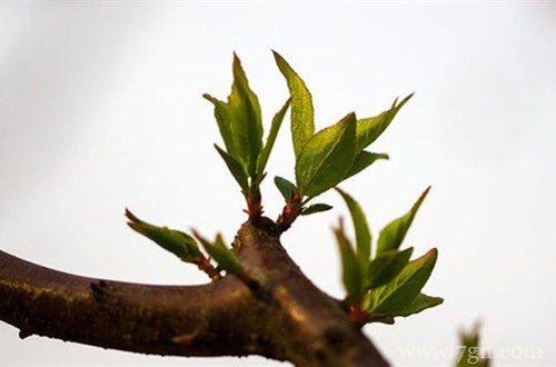 梅花叶子发黄怎么办？怎么救？