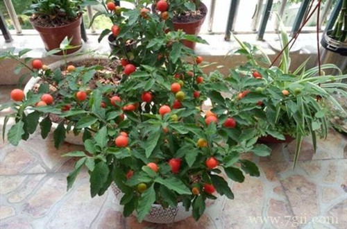 圣女果落花落果有哪些原因?如何保花保果?