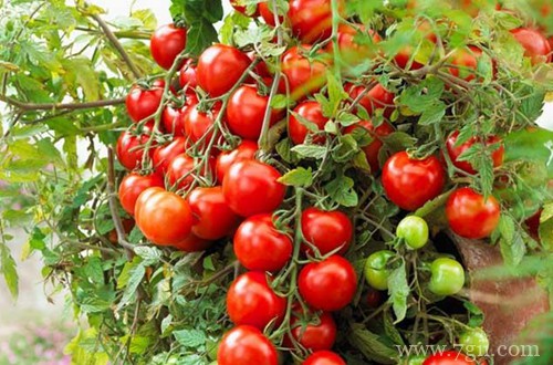 圣女果落花落果有哪些原因?如何保花保果?