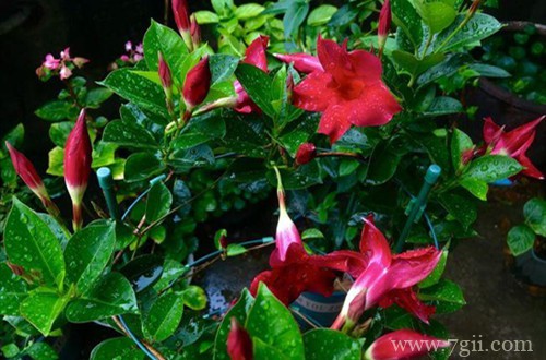 飘香藤这样养护就能开花多，花期长！