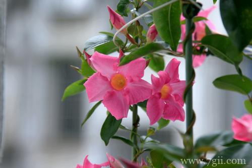 飘香藤这样养护就能开花多，花期长！