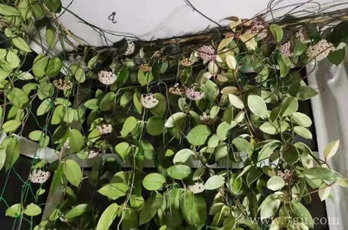 球兰花还能这样养,长了满满的一面墙,看花友的分享!