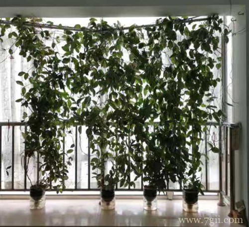 球兰花还能这样养,长了满满的一面墙,看花友的分享!