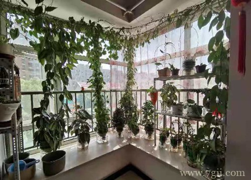 球兰花还能这样养,长了满满的一面墙,看花友的分享!