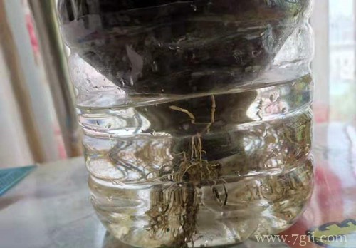 球兰花还能这样养,长了满满的一面墙,看花友的分享!