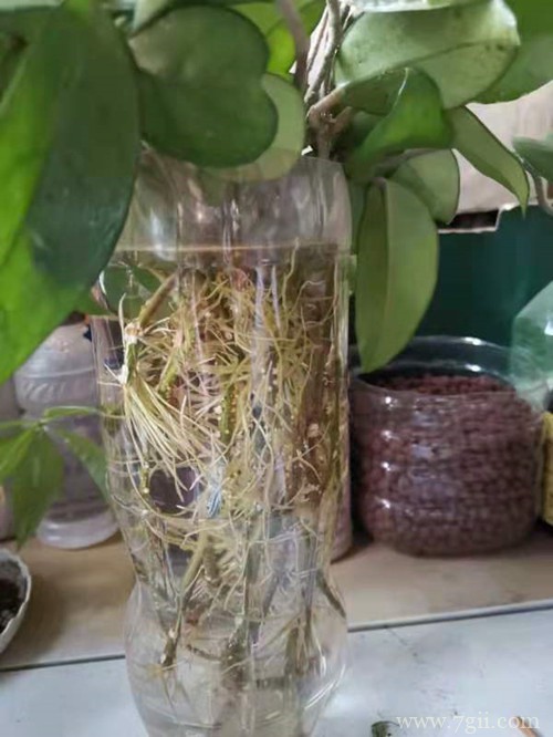 球兰花还能这样养,长了满满的一面墙,看花友的分享!