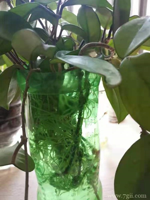 球兰花还能这样养,长了满满的一面墙,看花友的分享!