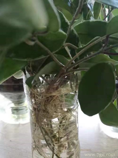 球兰花还能这样养,长了满满的一面墙,看花友的分享!