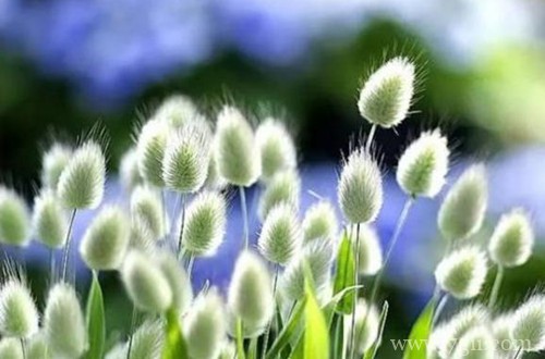 样子超级可爱的兔尾草怎么养护？