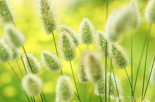 样子超级可爱的兔尾草怎么养护？