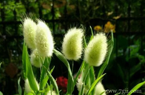 样子超级可爱的兔尾草怎么养护？