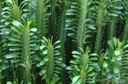 龙骨花喜欢什么肥？用这两种肥料，一年就可以长很高！