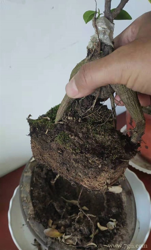 榕树烂根是什么原因引起的？还能救吗？