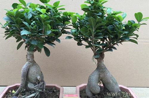 榕树烂根是什么原因引起的？还能救吗？