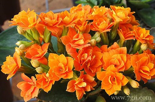 长寿花一年开几次花?修剪后还能再开花吗?要怎么促进开花呢?