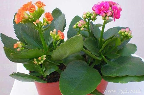 长寿花一年开几次花?修剪后还能再开花吗?要怎么促进开花呢?