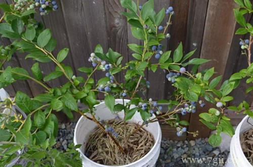 蓝莓盆栽要用什么土好？把握住关健点，配土不再难！