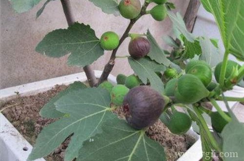 无花果叶子干枯怎么办？什么原因？怎么救？