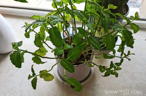 薄荷黄叶子怎么办？还能救吗？