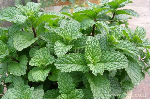 薄荷黄叶子怎么办？还能救吗？