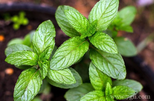 薄荷黄叶子怎么办？还能救吗？