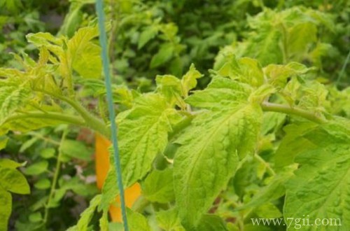 小番茄叶子发黄怎么办？是什么原因？