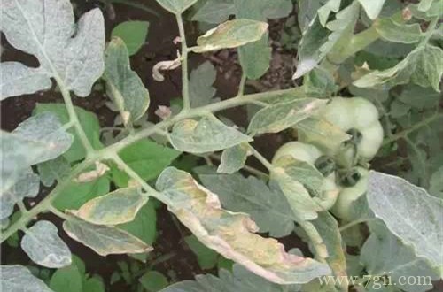 小番茄叶子发黄怎么办？是什么原因？