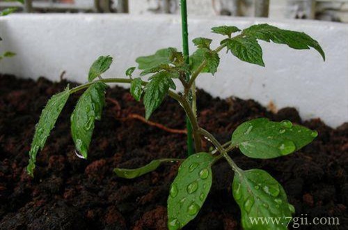 小番茄叶子发黄怎么办？是什么原因？