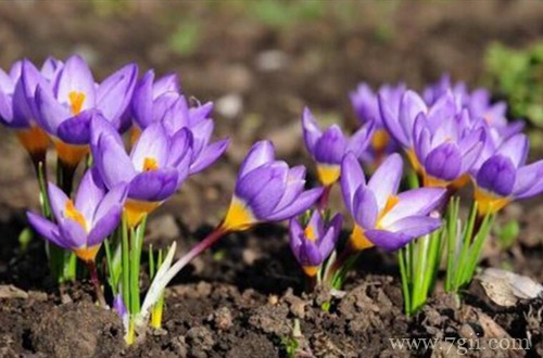 适合北方庭院种植的花卉有哪些？看看这几种推荐！