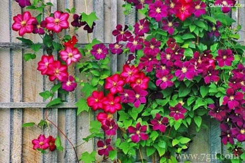 适合北方庭院种植的花卉有哪些？看看这几种推荐！