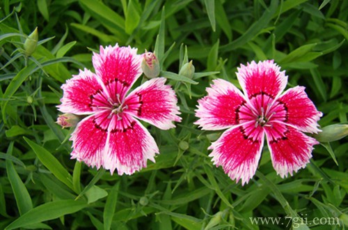 适合北方庭院种植的花卉有哪些？看看这几种推荐！