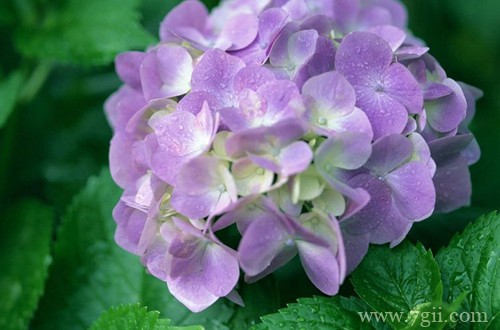 绣球花种子怎么种？别急，看好时间再播种，不然种子发不了芽！